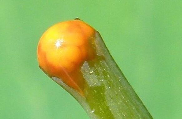 Eegeschafte vu Celandine bei der Behandlung vu Papillome